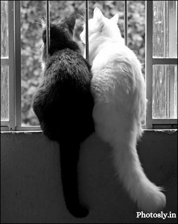 Love-dp