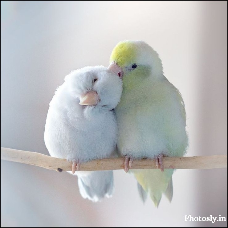 Love-dp