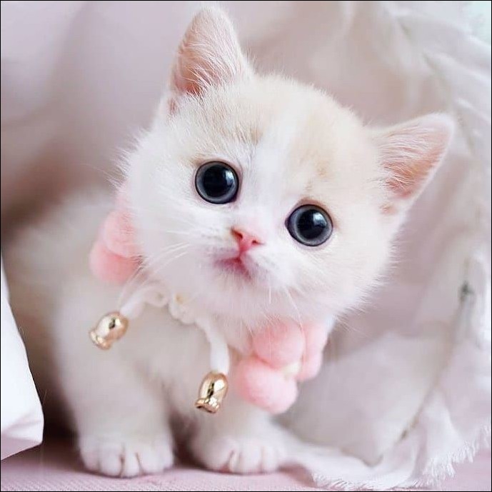 Fashion dp of cute cats