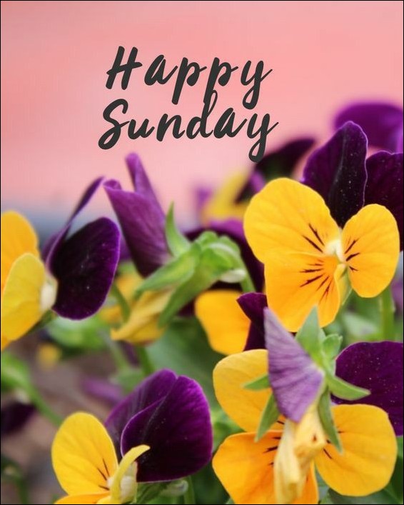 happy sunday images for whatsapp happy sunday images for whatsapp