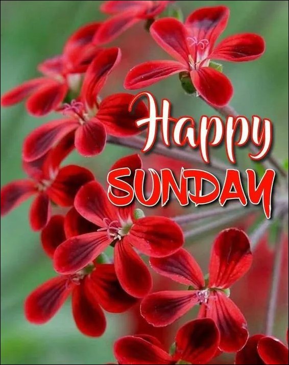 happy sunday images for whatsapp happy sunday images for whatsapp