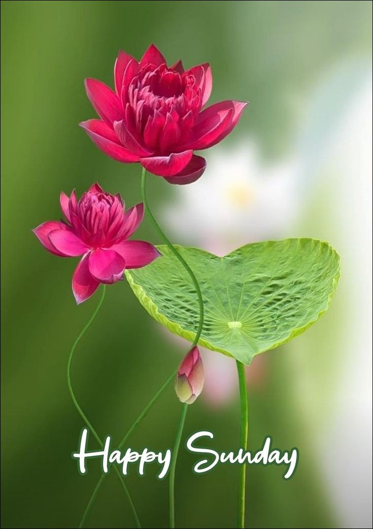 happy-sunday-images-hd happy-sunday-images-hd