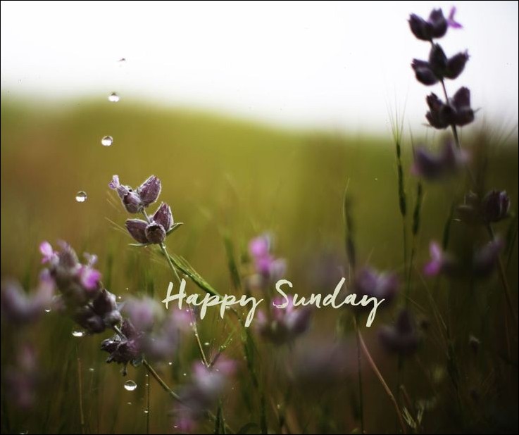 happy-sunday-images happy-sunday-images