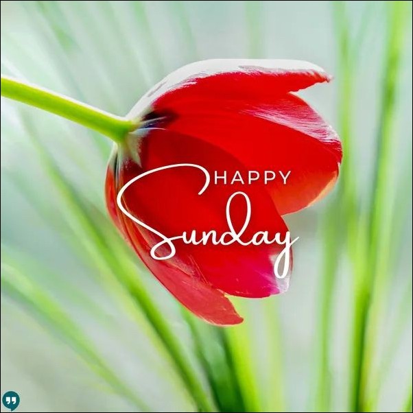quote-happy-sunday-images quote-happy-sunday-images