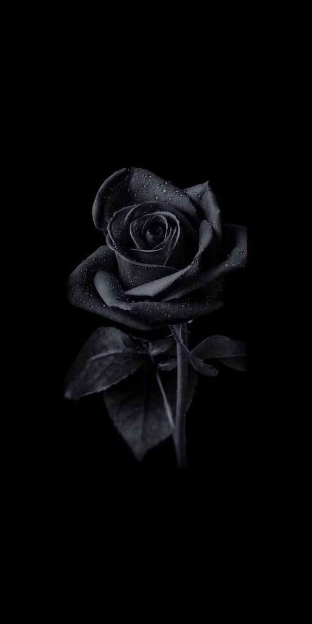 whatsapp-dp-images