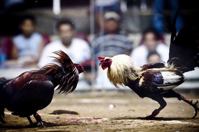 How is Northern Cockfighting different from Southern Cockfighting