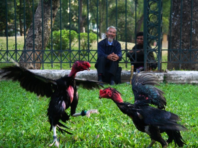 Cockfighting also has entertainment value Cockfighting