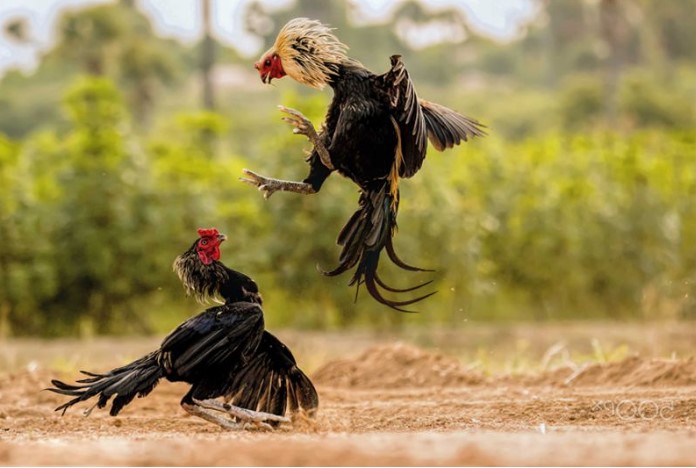Cockfighting is controversial regarding its legality Cockfighting