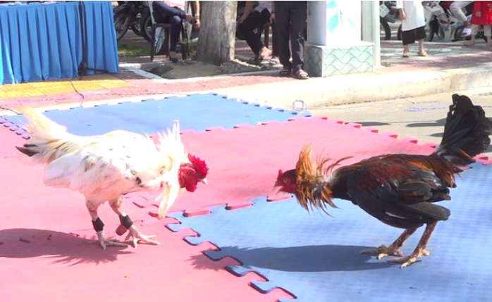 Cockfighting is mostly popular in Southeast Asian countries Cockfighting