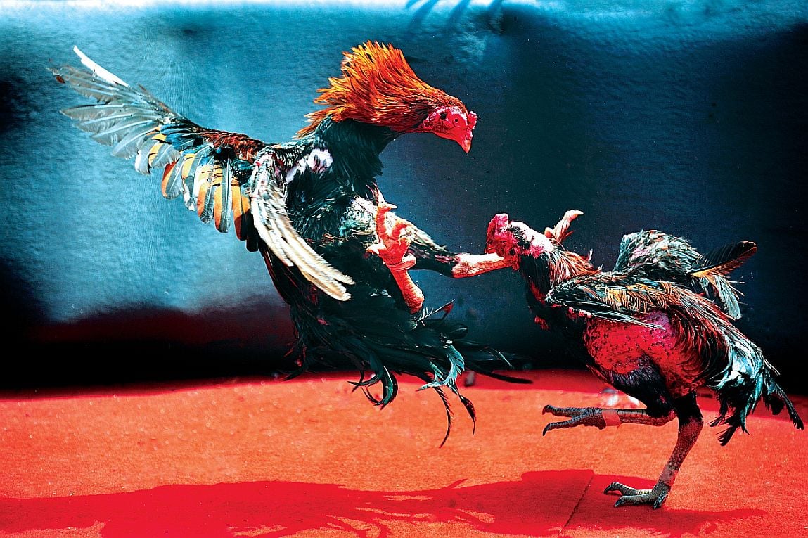 Is Cockfighting Illegal and What is the Accurate Explanation?