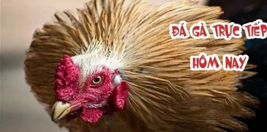 Health and Safety Regulations Cockfighting