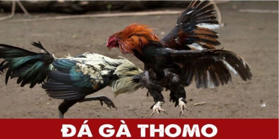The Historical Roots of Thomo Cockfighting Cockfighting