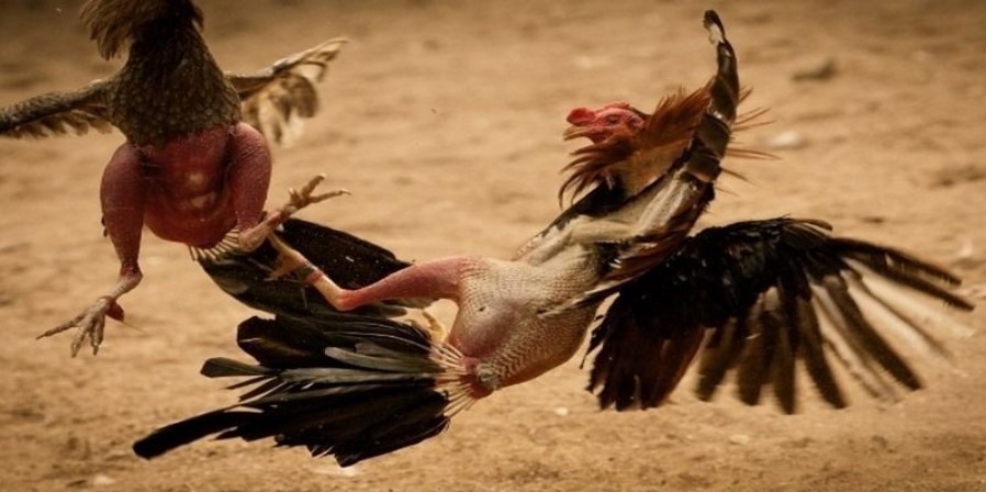 Transition to Modern Day Cockfighting