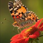 334+ Butterfly DP Pic Images Photos Pictures & Wallpapers (2026)