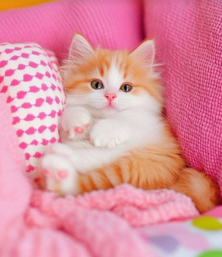 Cute Cat Dp